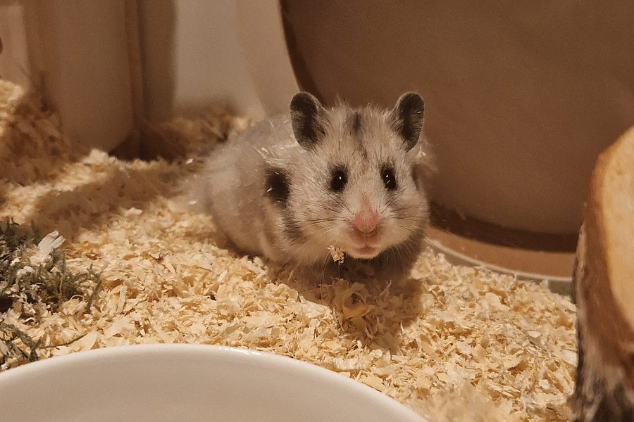 hamster treat puzzle