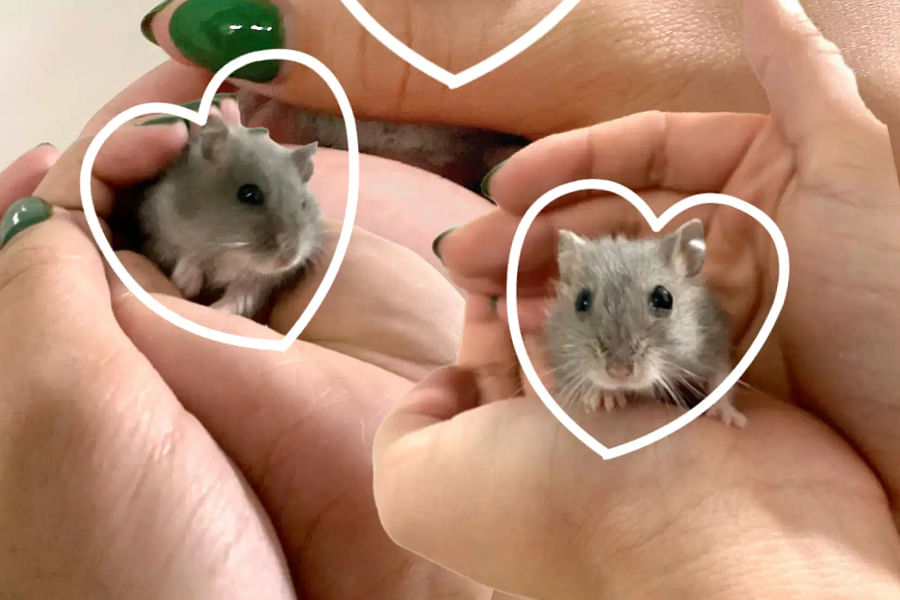 seed and nut balls for hamsters