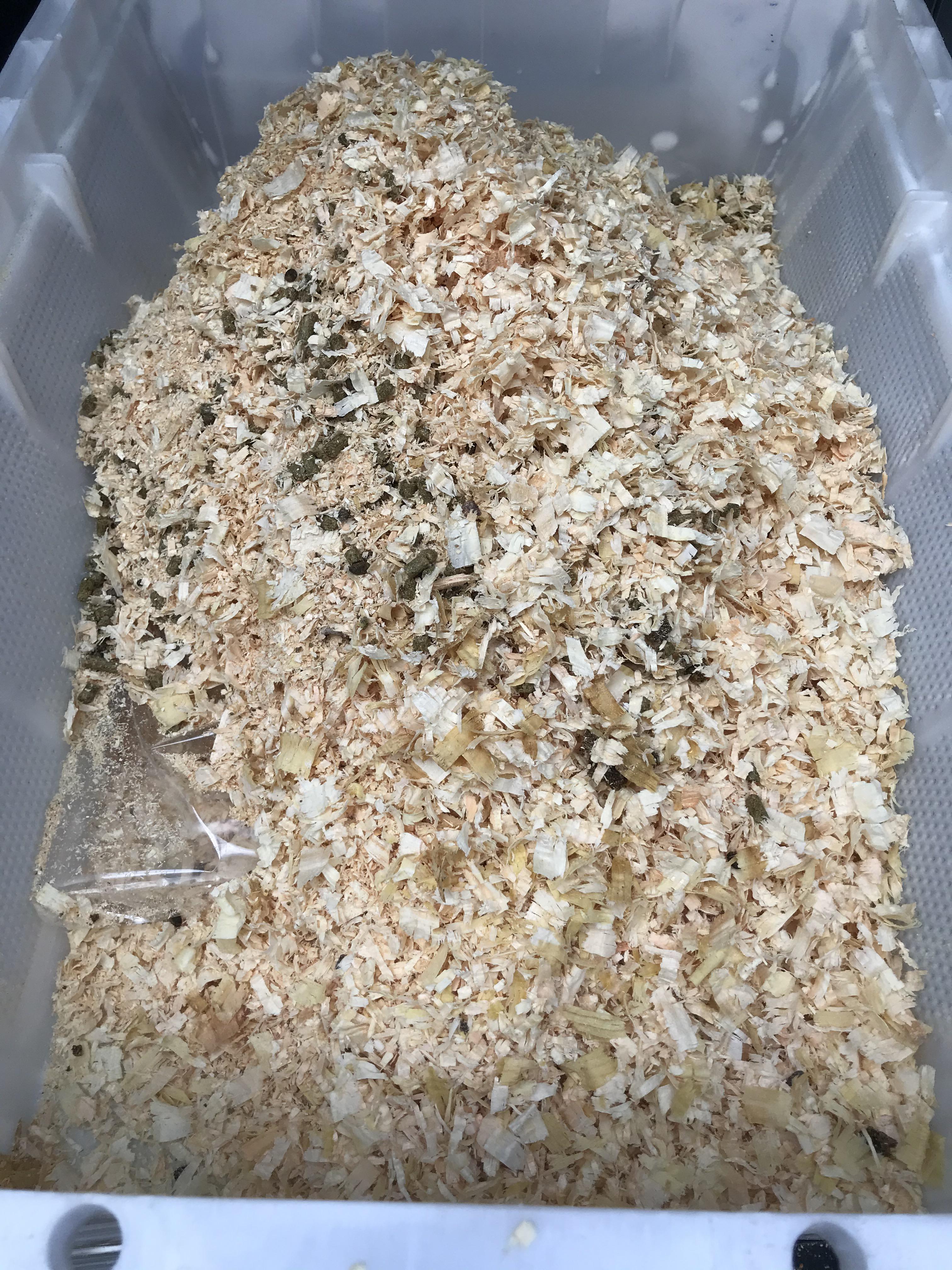 Aspen shavings for hamsters