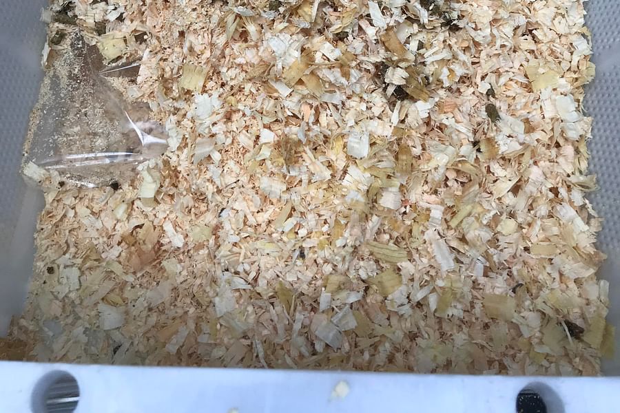 Aspen shavings for hamsters