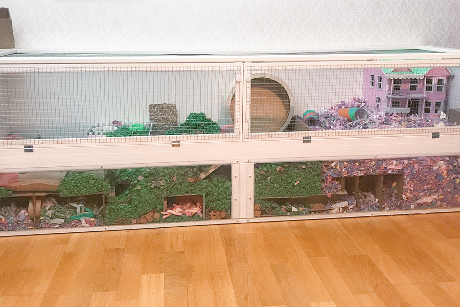 hamster wide smooth tunnels