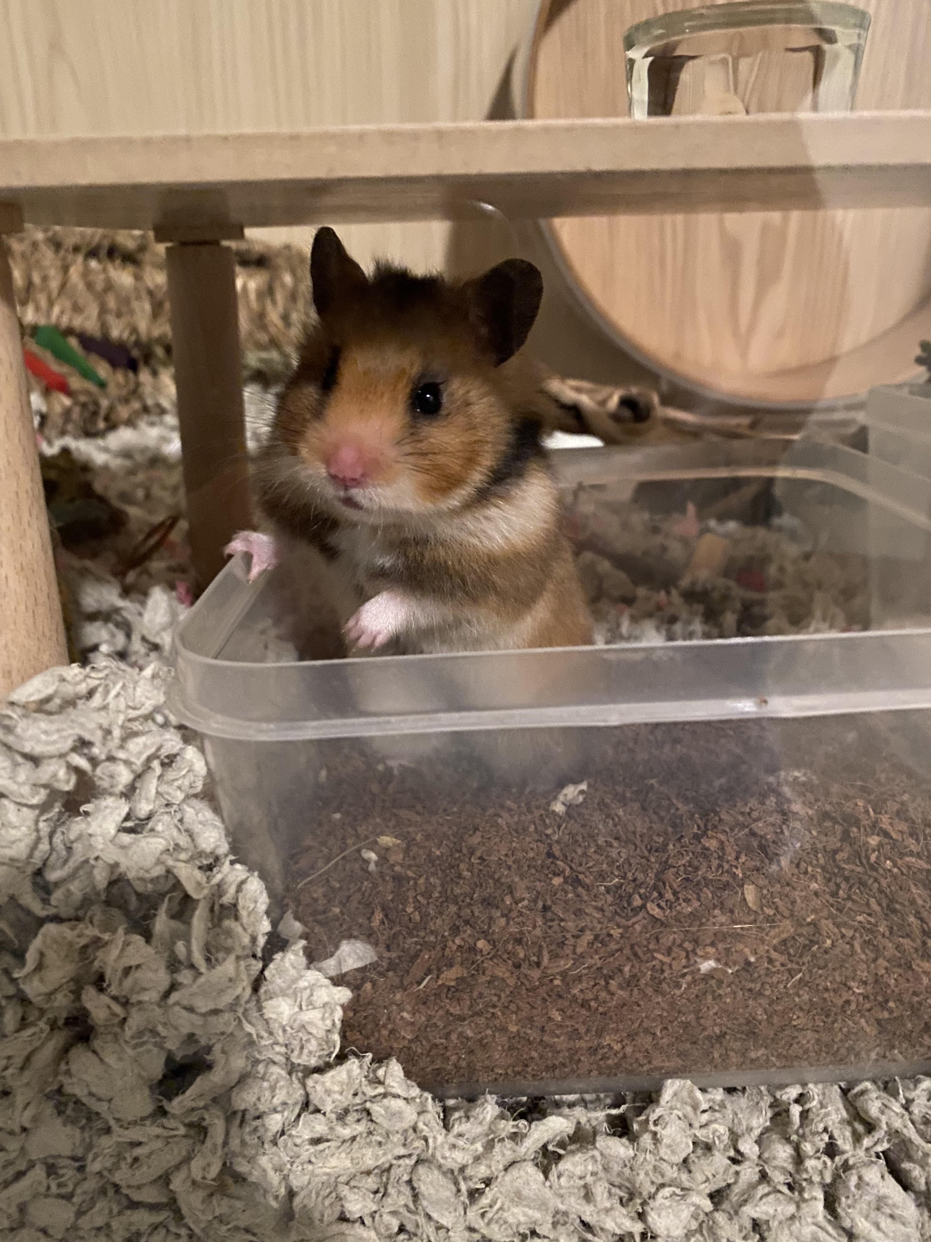 Hemp bedding for hamsters