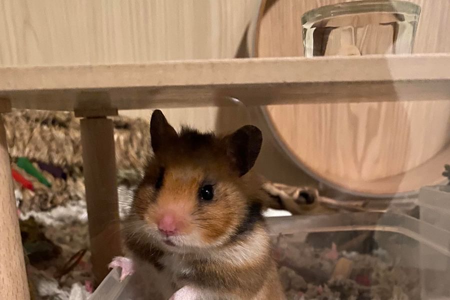 Hemp bedding for hamsters