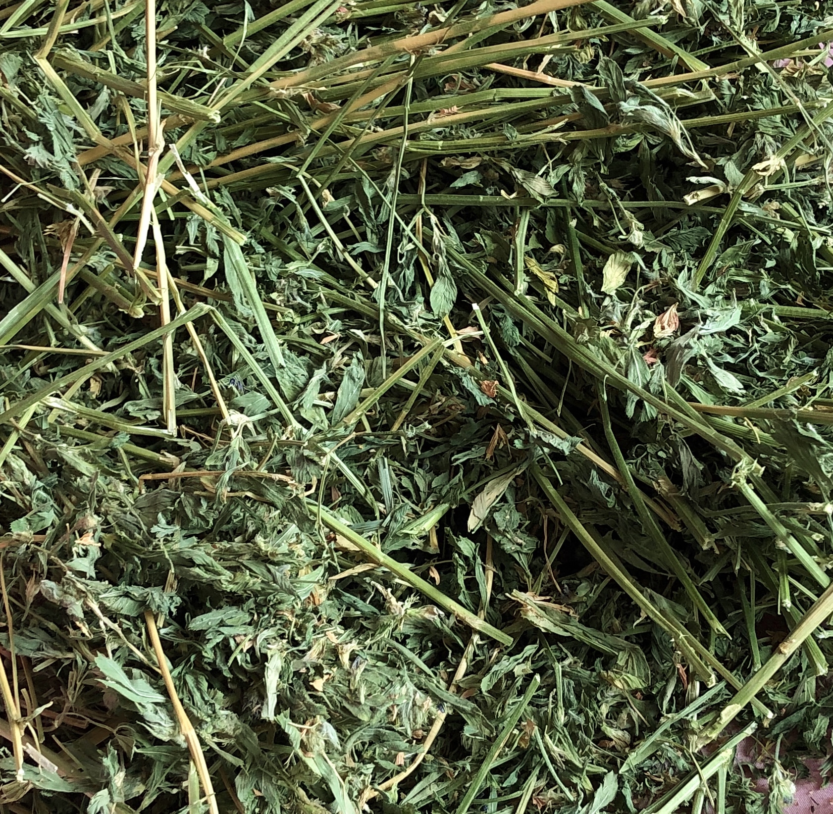 Orchard grass hay for hamsters