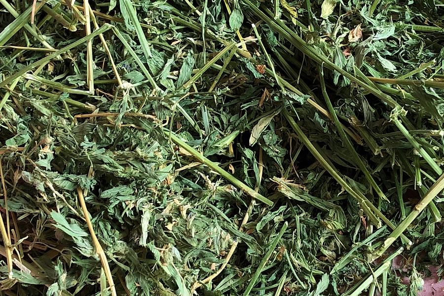 Orchard grass hay for hamsters