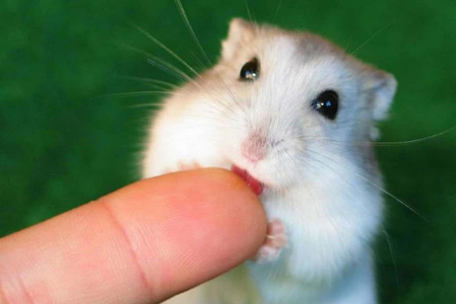 senior hamster low-speed exercise wheel