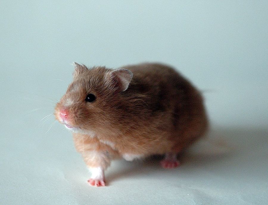 A Close Look at the Long Haired Hamster Grooming and Care Tips for