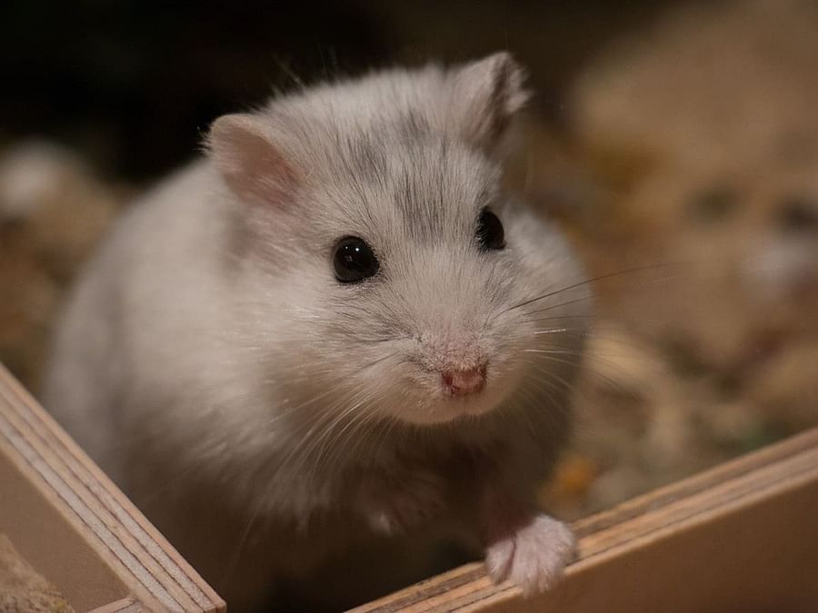 Step-by-step guide to grooming a hamster