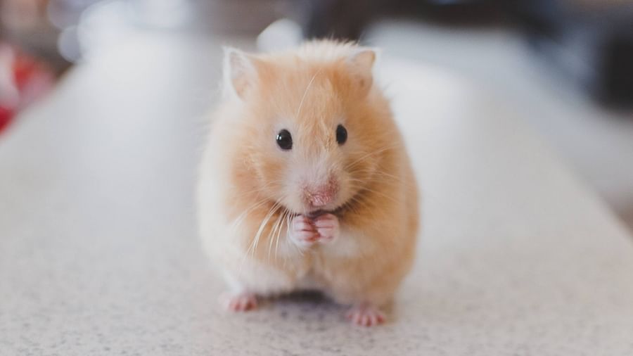 Adorable clean and happy hamster