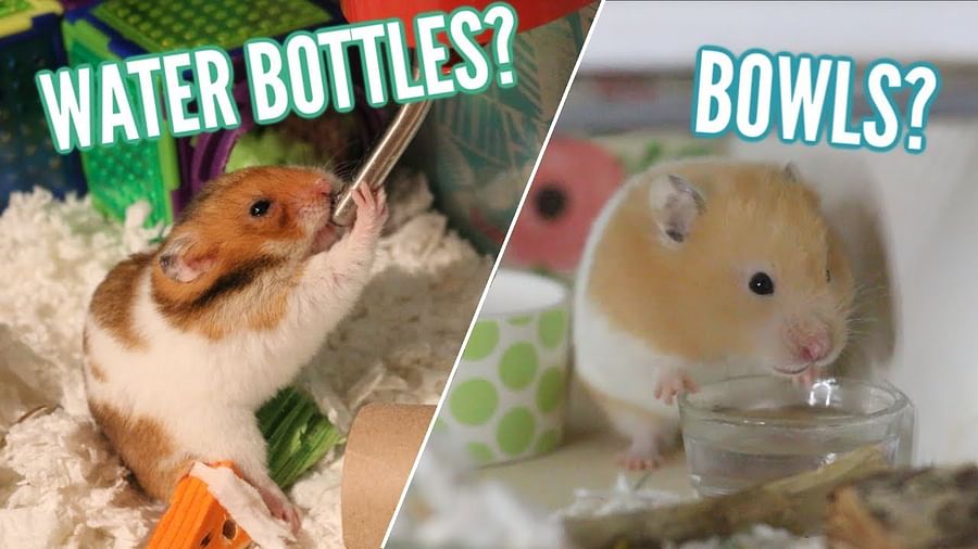 Cute hamster drinking water from a bottle