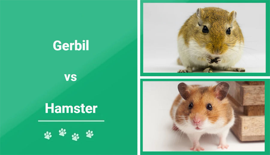 Infographic highlighting the distinguishing features between a hamster and a gerbil