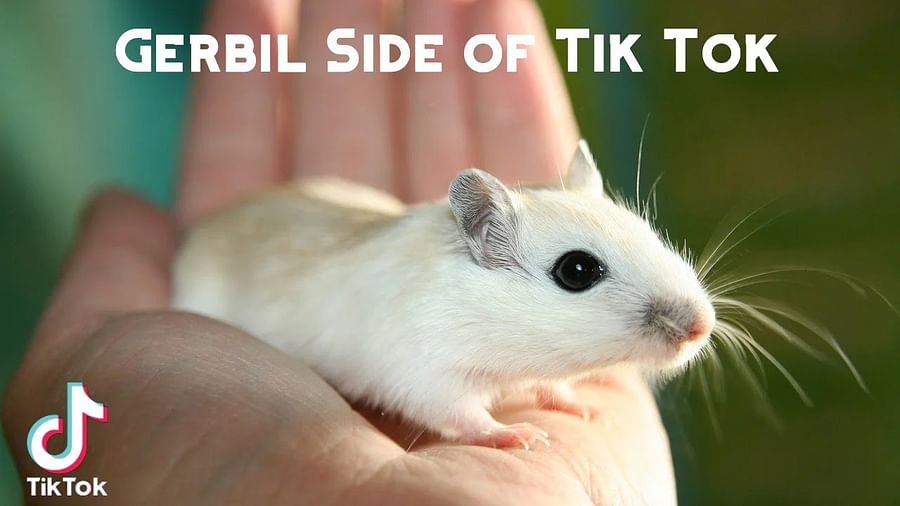Cute hamster and gerbil sitting side by side