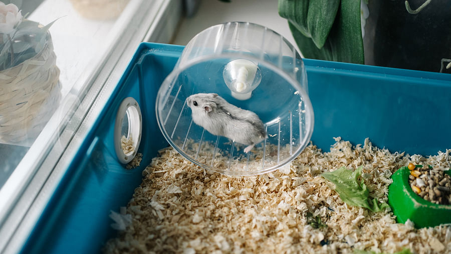 Fresh and clean hamster cage with new bedding