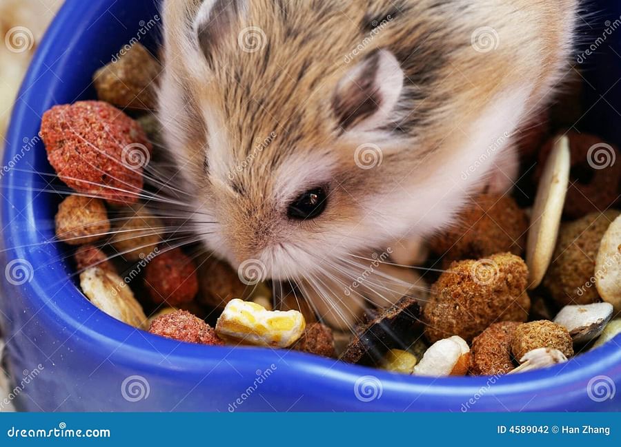 Healthy and Happy Hamster Enjoying its Food