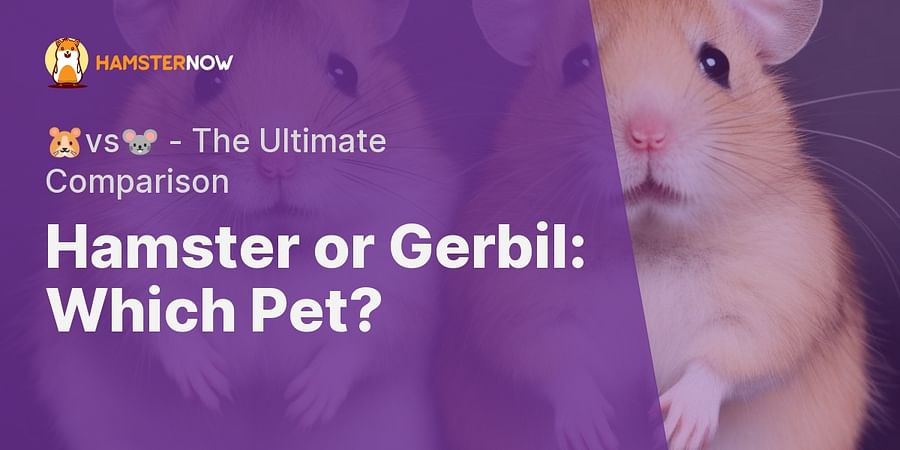 Hamster or Gerbil: Which Pet? - 🐹vs🐭 - The Ultimate Comparison