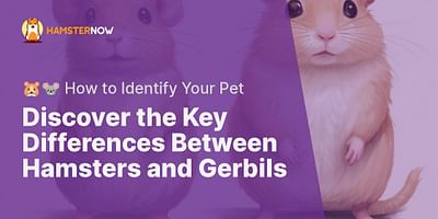 Discover the Key Differences Between Hamsters and Gerbils - 🐹🐭 How to Identify Your Pet
