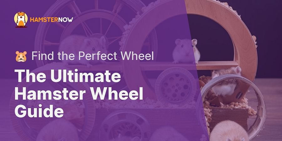 The Ultimate Hamster Wheel Guide - 🐹 Find the Perfect Wheel