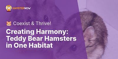 Creating Harmony: Teddy Bear Hamsters in One Habitat - 🐹 Coexist & Thrive!
