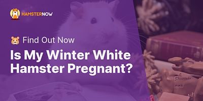 Is My Winter White Hamster Pregnant? - 🐹 Find Out Now