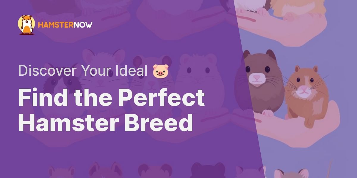 How can I determine the right breed of hamster for me?