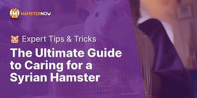 The Ultimate Guide to Caring for a Syrian Hamster - 🐹 Expert Tips & Tricks