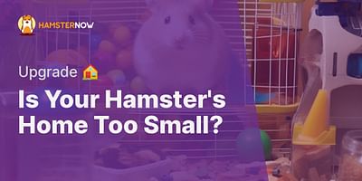 Is Your Hamster's Home Too Small? - Upgrade 🏠