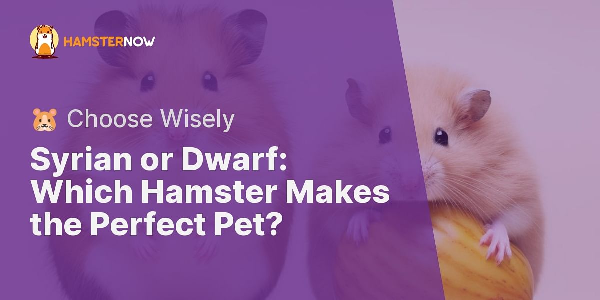 Should I choose a Syrian or Dwarf hamster as a pet?