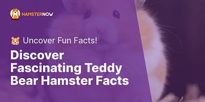 Discover Fascinating Teddy Bear Hamster Facts - 🐹 Uncover Fun Facts!
