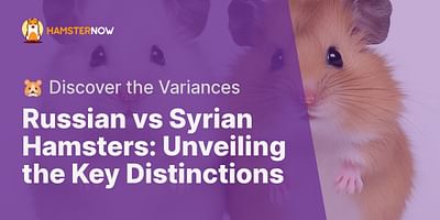 Russian vs Syrian Hamsters: Unveiling the Key Distinctions - 🐹 Discover the Variances