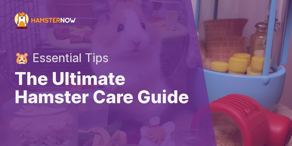 What are the essentials for a hamster's care?