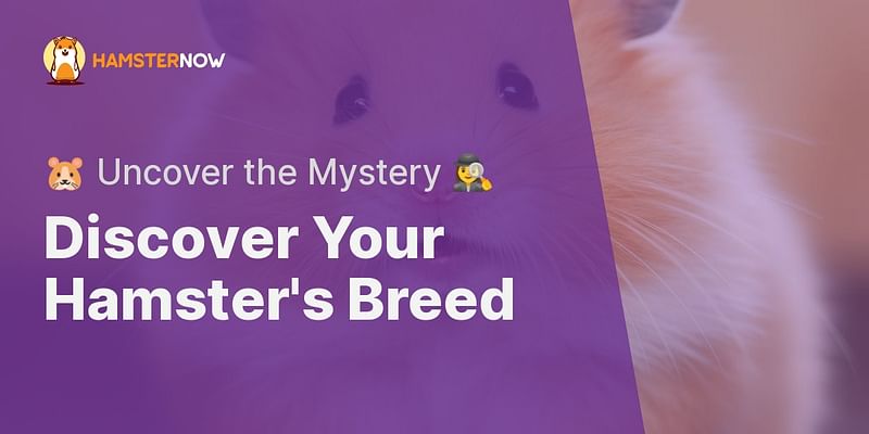 Discover Your Hamster's Breed - 🐹 Uncover the Mystery 🕵️‍♀️