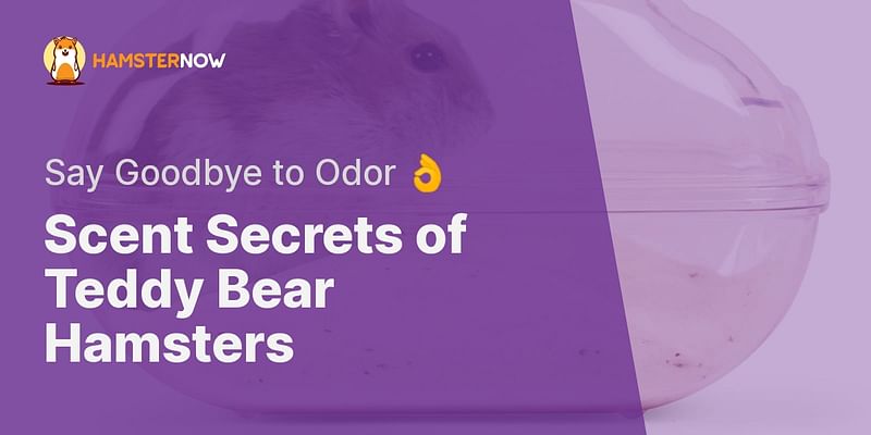 Scent Secrets of Teddy Bear Hamsters - Say Goodbye to Odor 👌