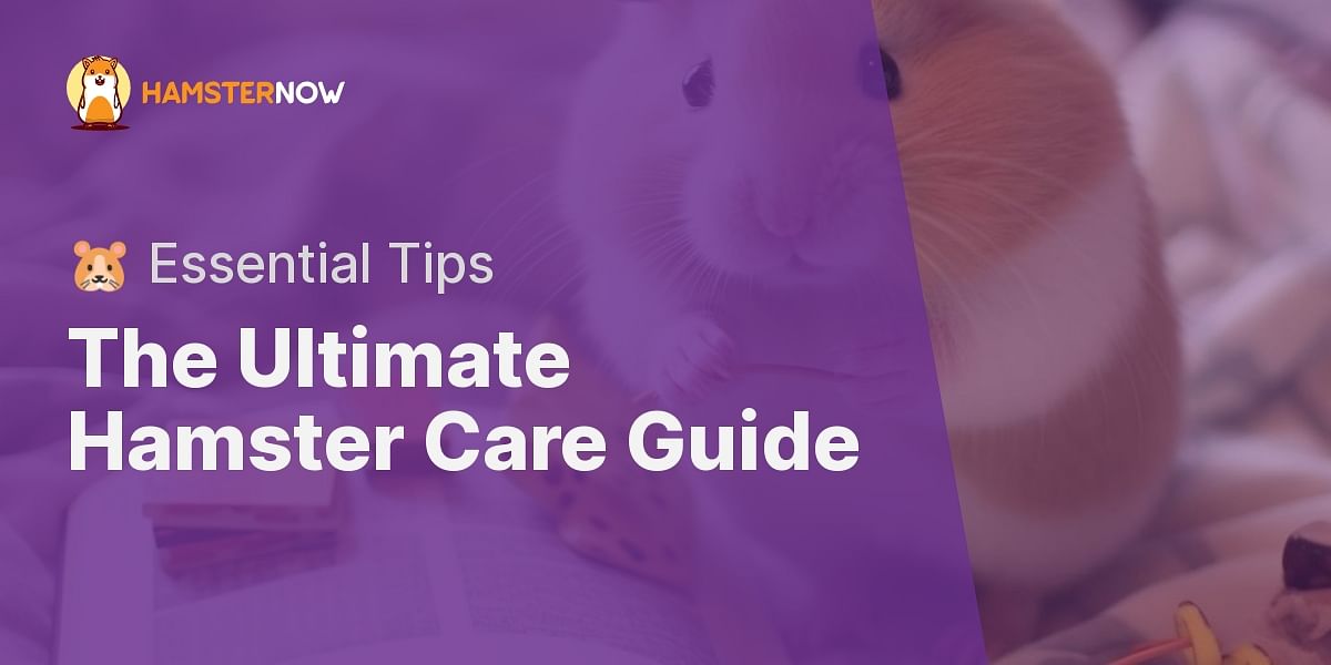 What is a comprehensive guide for hamster care for beginners?