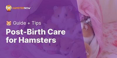 Post-Birth Care for Hamsters - 🐹 Guide + Tips