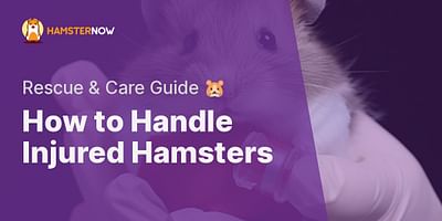 How to Handle Injured Hamsters - Rescue & Care Guide 🐹