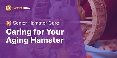 Caring for Your Aging Hamster - 🐹 Senior Hamster Care