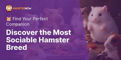 Discover the Most Sociable Hamster Breed - 🐹 Find Your Perfect Companion