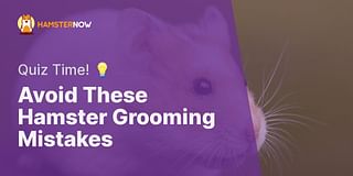 Avoid These Hamster Grooming Mistakes - Quiz Time! 💡