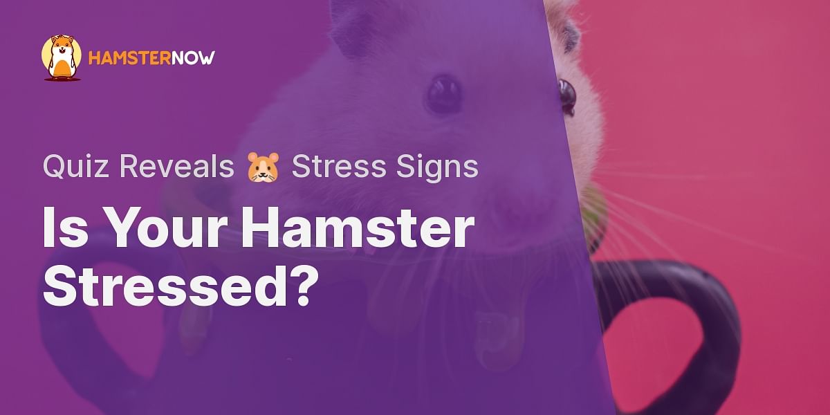Signs of Stress in Your Hamster Take Our Quiz to Test Your Knowledge