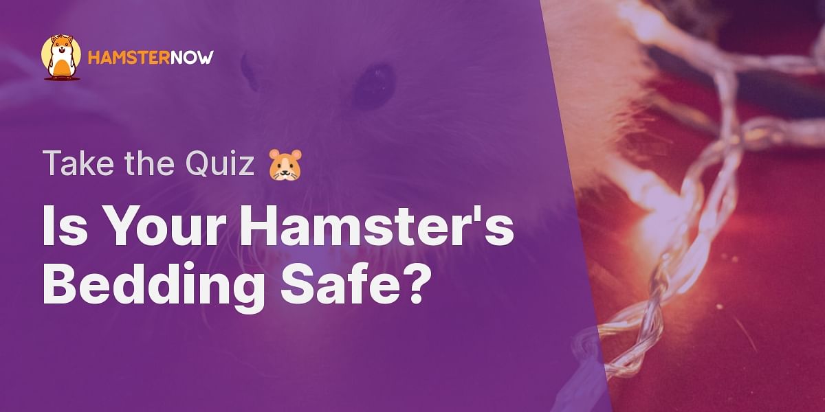 Hamster Bedding Material Safety Quiz Test Your Knowledge