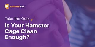 Is Your Hamster Cage Clean Enough? - Take the Quiz 🧹