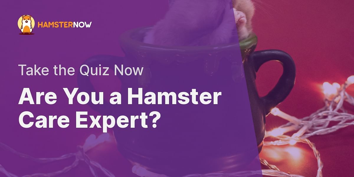 Hamster Essentials Quiz Test Your Knowledge on Hamster Care