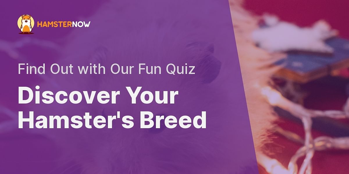 Identify Your Hamster's Breed with Our Fun Quiz Hamster Now