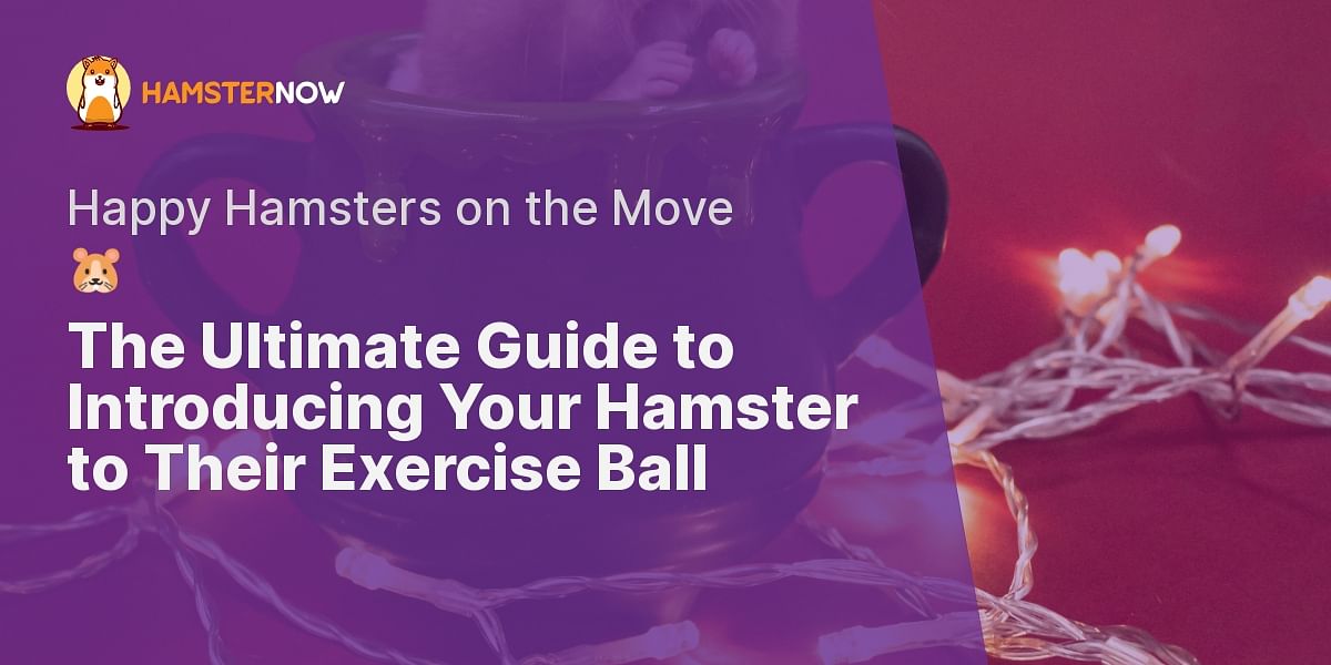 Introducing Your Hamster to Their New Exercise Ball A StepbyStep Guide
