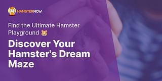 Discover Your Hamster's Dream Maze - Find the Ultimate Hamster Playground 🐹