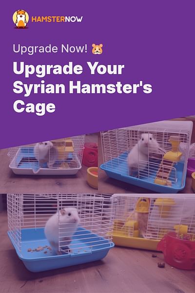 Upgrade Your Syrian Hamster's Cage - Upgrade Now! 🐹