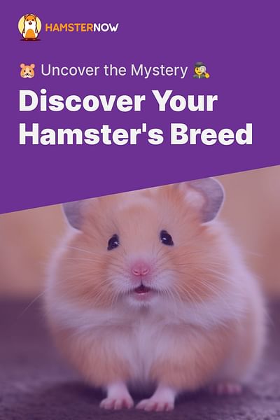 Discover Your Hamster's Breed - 🐹 Uncover the Mystery 🕵️‍♀️