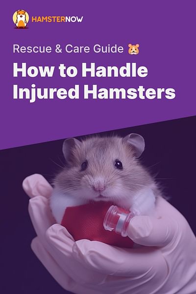 How to Handle Injured Hamsters - Rescue & Care Guide 🐹