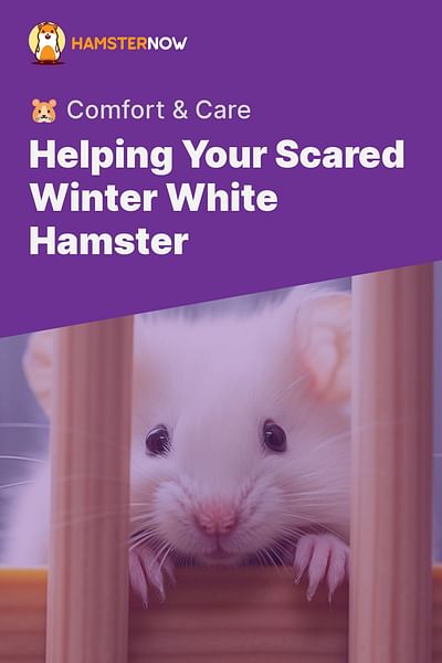 Helping Your Scared Winter White Hamster - 🐹 Comfort & Care