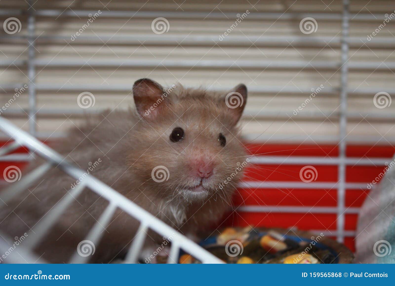 Close-up view of a Teddy Bear hamster showcasing its long, silky fur